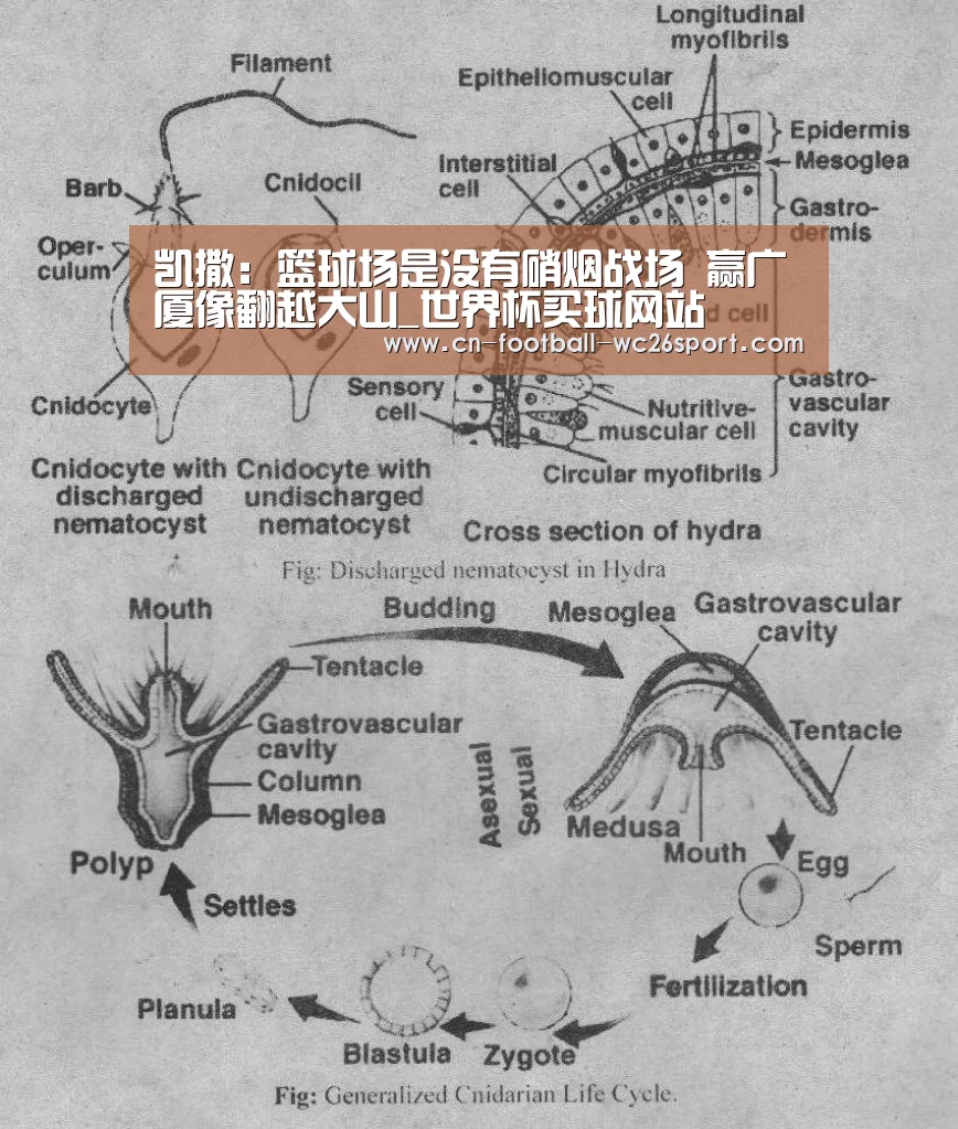 世界杯买球网站