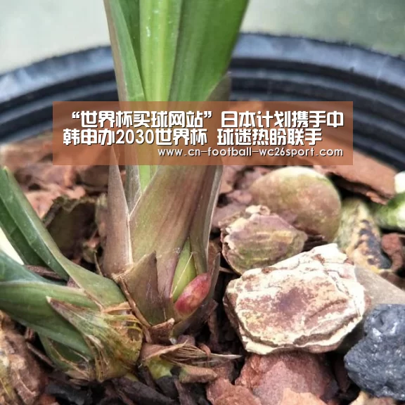 世界杯买球网站