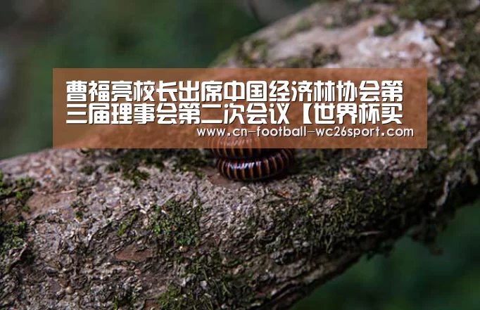 世界杯买球
